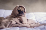 Are Doggie Treadmills a Good Idea?