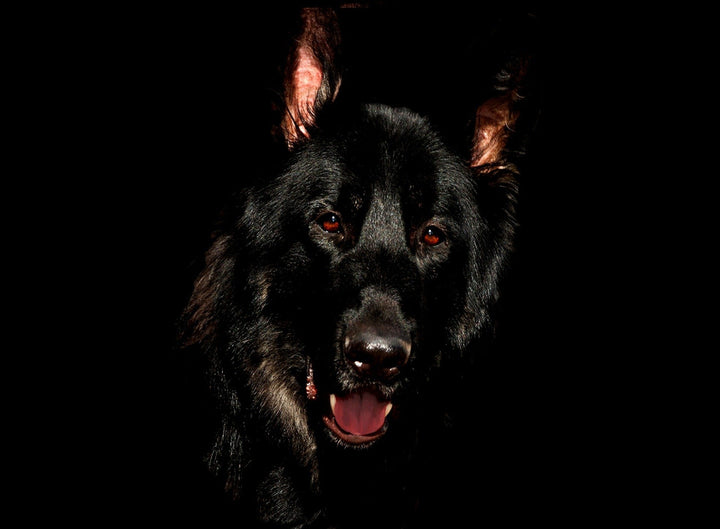 The German Shepherd Dog: Your “Owner’s Manual”