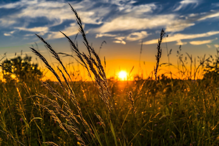 Why Do Dogs Eat Grass?