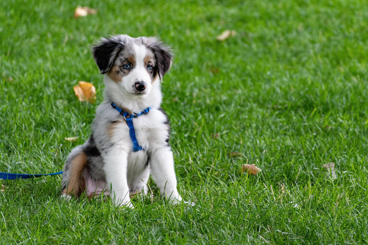 10 Dog Breeds With a Purpose